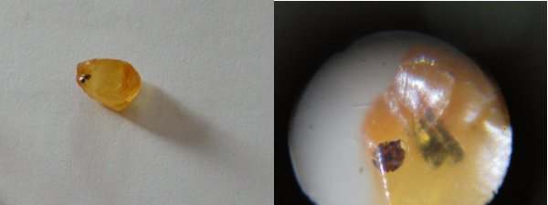 Foto: Bernsteineinschluss unter dem Mikroskop