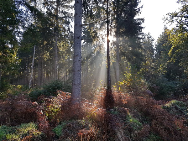 Foto Licht durch Bäume im dunstigen Wald