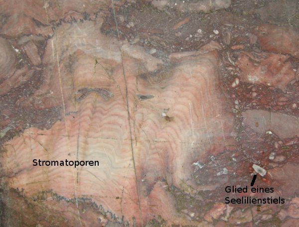Kalkstein mit Brachiopoden
