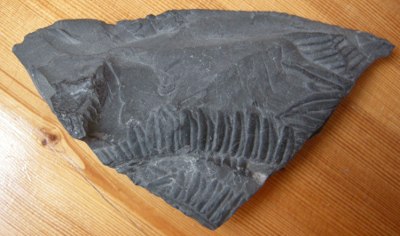 Foto: Fossil eines Urfarns